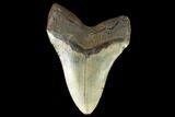 Giant, Fossil Megalodon Tooth - North Carolina #124559-2